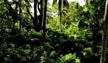 7 countries with the most forest areas in the world