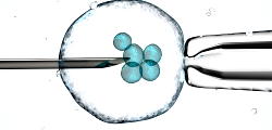 AI tools help choose best embryos for IVF