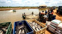 REGA launches Afroxtend to end scam investment in Africa