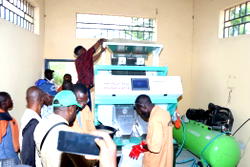 Nasarawa VCDP farmers record surplus harvest in rice, cassava production