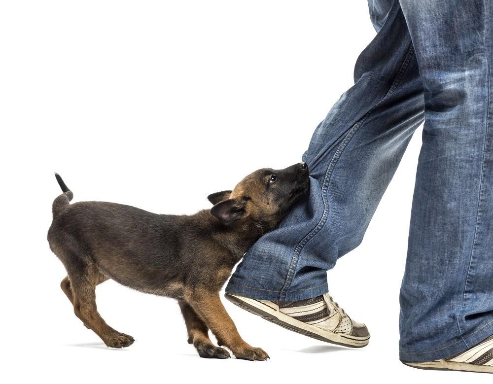 Dog bite: Inside Nigeria’s quiet terror of rabies
