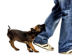 Dog bite: Inside Nigeria’s quiet terror of rabies