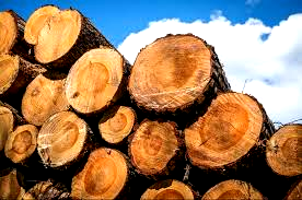 Deforestation: FG slams total ban on wood export, revokes all existing licenses
