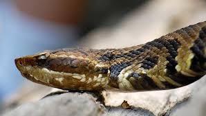 54 Gombe residents die of snake bites in 2025 – Official
