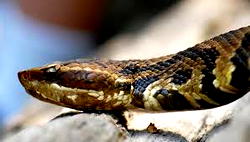 54 Gombe residents die of snake bites in 2025 – Official