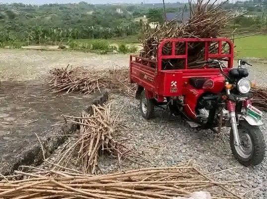 Uproar as Reps member empowers constituents with cassava sticks in Cross River
