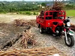 Uproar as Reps member empowers constituents with cassava sticks in Cross River
