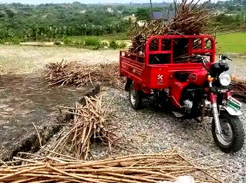 Uproar as Reps member empowers constituents with cassava sticks in Cross River