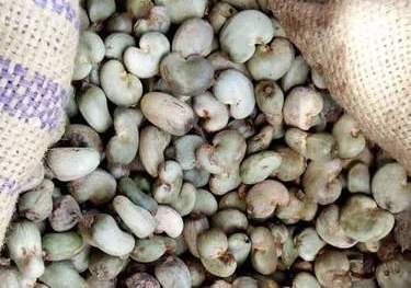 NCAN vows to resist manipulation of cashew roadmap