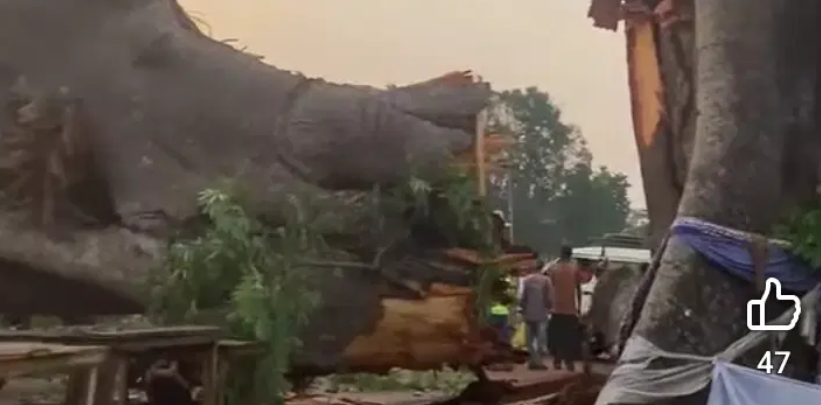 Awhum Tragedy: Worshippers trade blames over fall of ancestral tree in Enugu