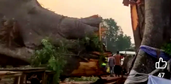 Awhum Tragedy: Worshippers trade blames over fall of ancestral tree in Enugu