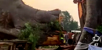 Awhum Tragedy: Worshippers trade blames over fall of ancestral tree in Enugu