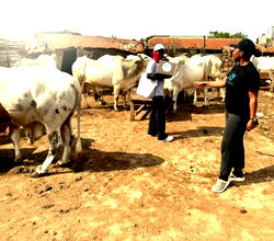 Netzence, Ministry of Livestock Development detect rapid seasonal Methane spikes in iivestock systems