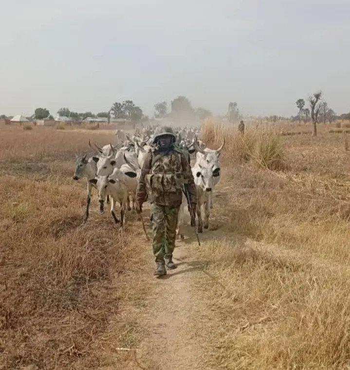 Troops overpower terrorists in Katsina, recover 529 rustled animals