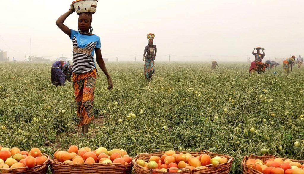 FG to invest N800bn in agro-processing, renewable energy under industrial policy