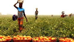 FG to invest N800bn in agro-processing, renewable energy under industrial policy