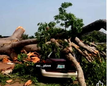 Enugu tree tragedy: Pay attention to health of trees – Environmentalists    