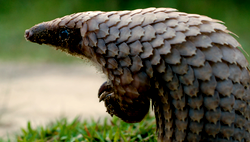 NGO urges stronger laws to save pangolins