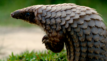 NGO urges stronger laws to save pangolins