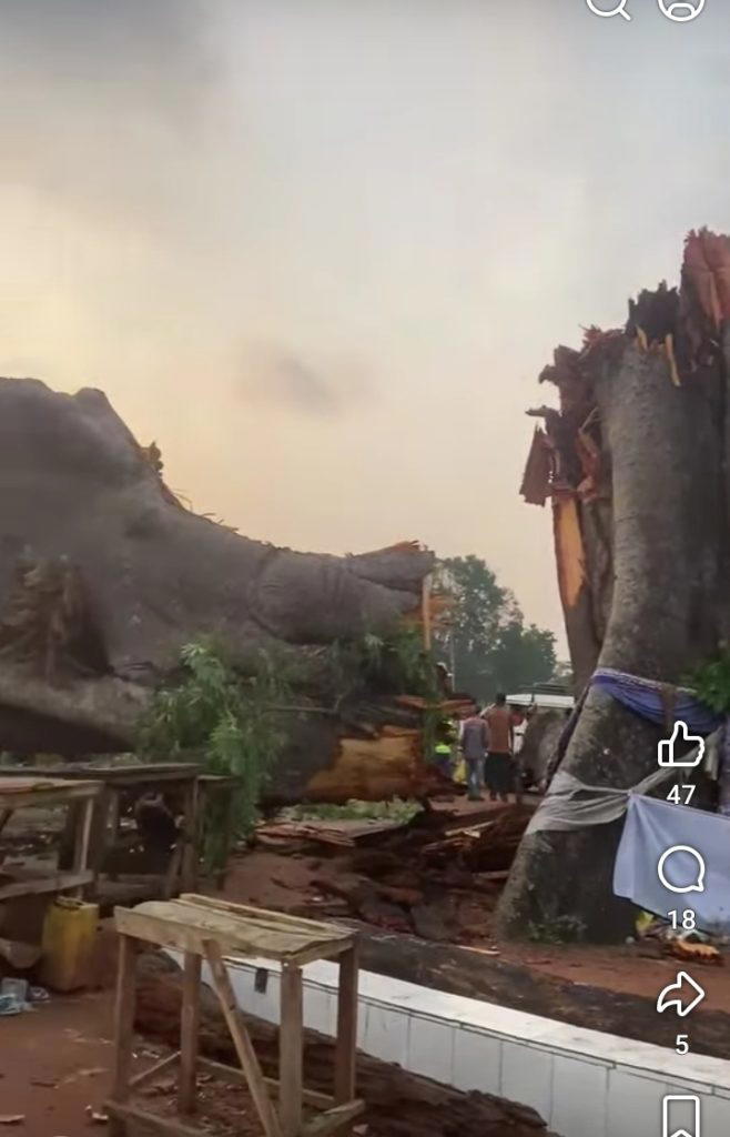 Ancestral tree crushes bus, kills 18 commuters in Enugu