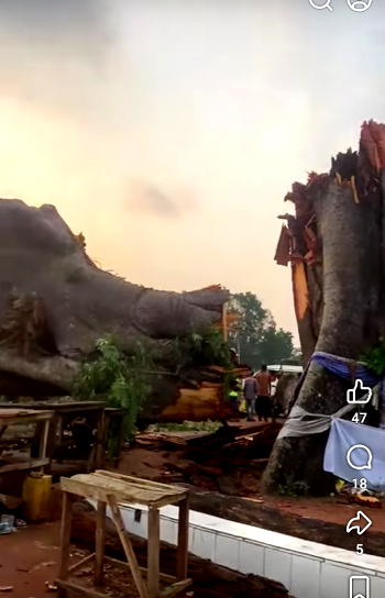 Ancestral tree crushes bus, kills 18 commuters in Enugu