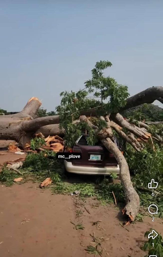 Striking balance between trees preservation and human safety