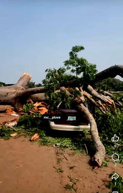 Striking balance between trees preservation and human safety