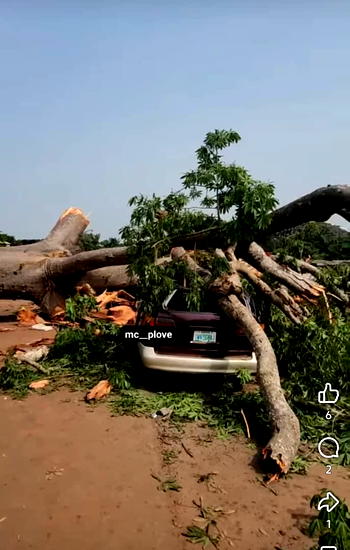 Striking balance between trees preservation and human safety