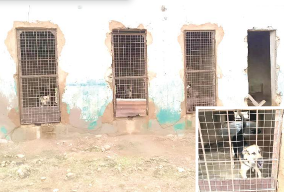 Neglected and Forgotten: Lamentable decay of the Nigeria Police Veterinary Section