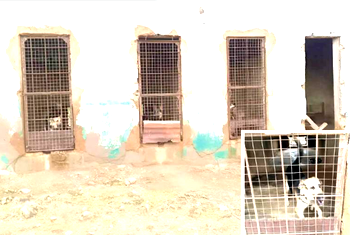 Neglected and Forgotten: Lamentable decay of the Nigeria Police Veterinary Section