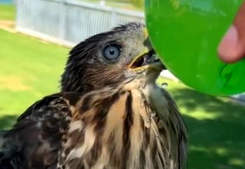 California man sentenced for giving alcohol to hawk