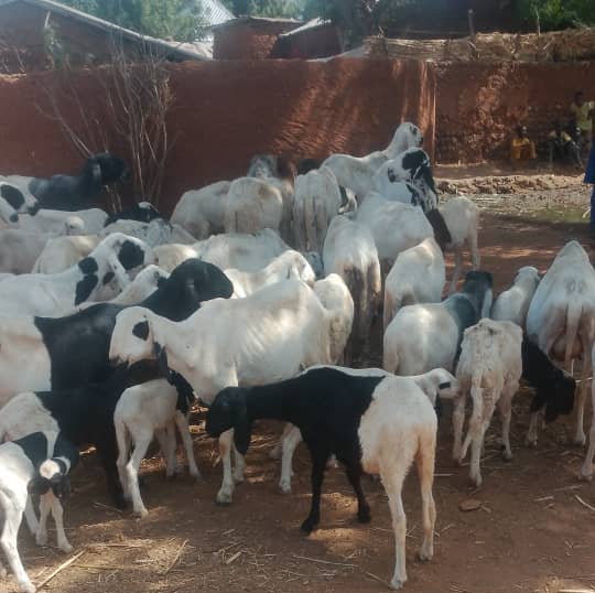 cattle rustling in Sokoto