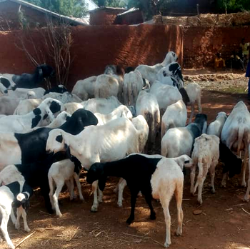 Police foil cattle rustling in Sokoto, recover AK-47, ammunition, stolen livestock