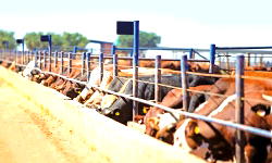 On the economic and security benefits of ranching reform