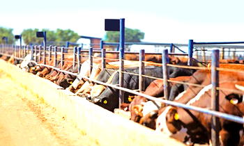 On the economic and security benefits of ranching reform