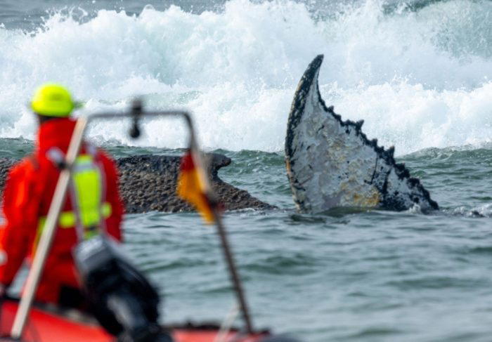 German team uses excavators in bid to rescue beached whale
