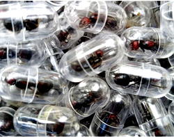 Chinese national nabbed for attempting to smuggle 2,000 queen ants from Kenya