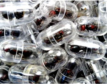 Chinese national nabbed for attempting to smuggle 2,000 queen ants from Kenya