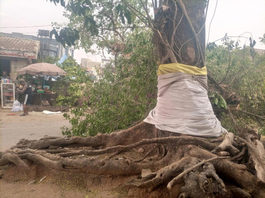 Danger averted as historic tree falls in Enugu metropolis