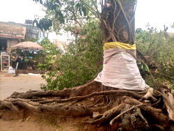 Danger averted as historic tree falls in Enugu metropolis