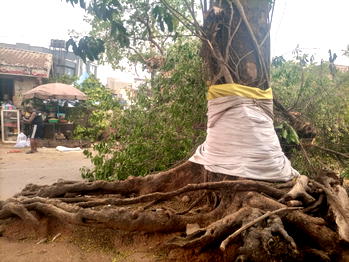 Danger averted as historic tree falls in Enugu metropolis
