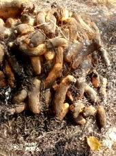 Anger as hunters set yam barns ablaze in Cross River