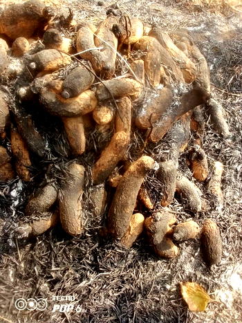 Anger as hunters set yam barns ablaze in Cross River