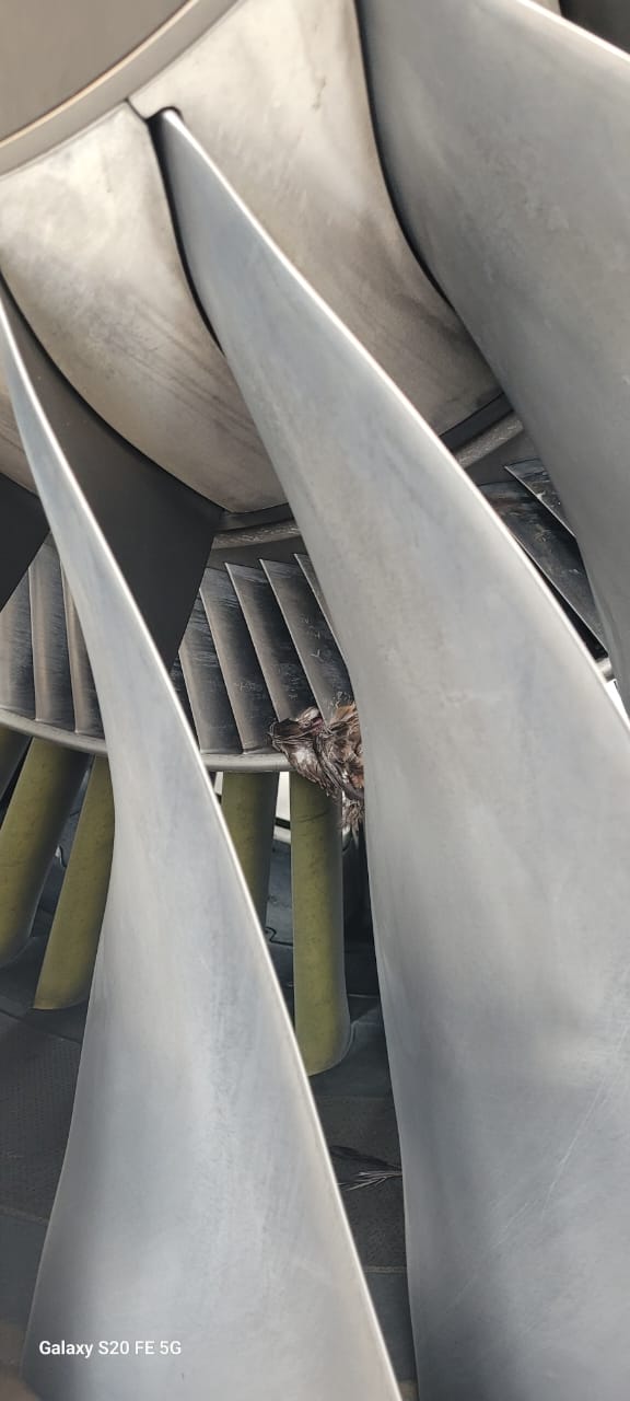 Jet blast, bird strike disrupt United Nigeria operations