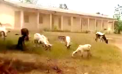 Herders take over Ekiti school to graze their cows 