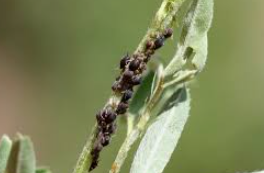 Researchers discover solution to cowpea parasite