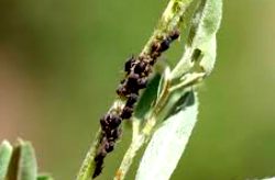 Researchers discover solution to cowpea parasite