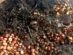 Sokoto: Fire outbreak devastates onion farmers, over 56M produce  destroyed 