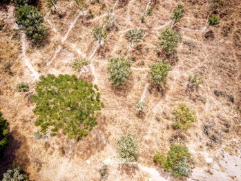 World Earth Day: Experts ask govt to enforce anti-tree laws to boost regenerative agriculture