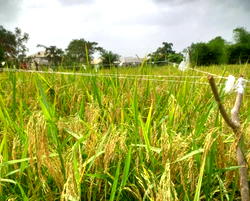 Agric Ministry, KAFACI drive demonstration site